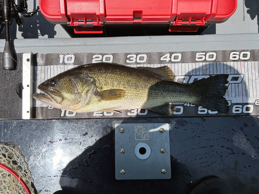 8月2日（水）亀井さんの釣行（56cm） – バスフィッシング 三島湖