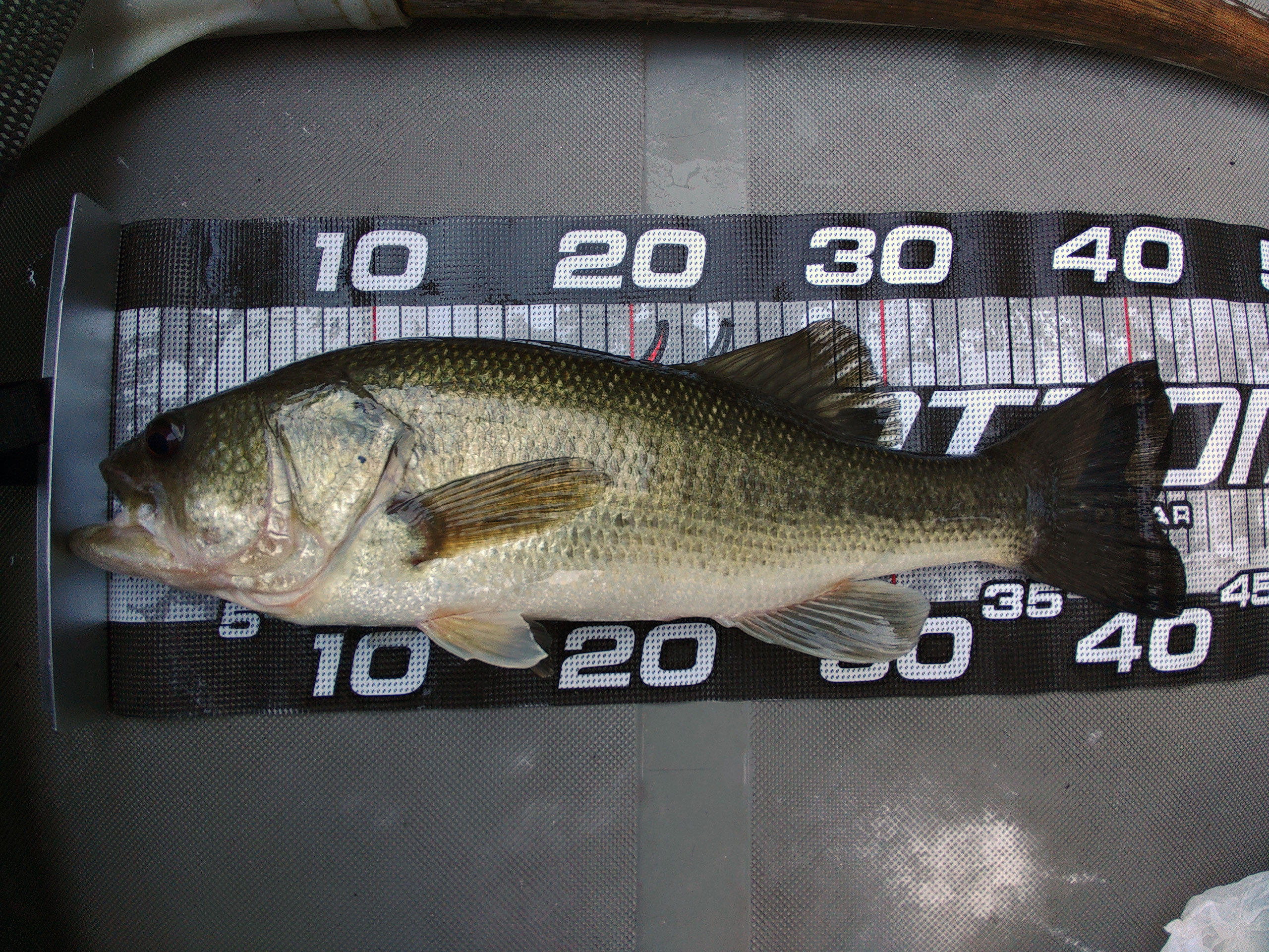 8月2日（水）亀井さんの釣行（56cm） – バスフィッシング 三島湖