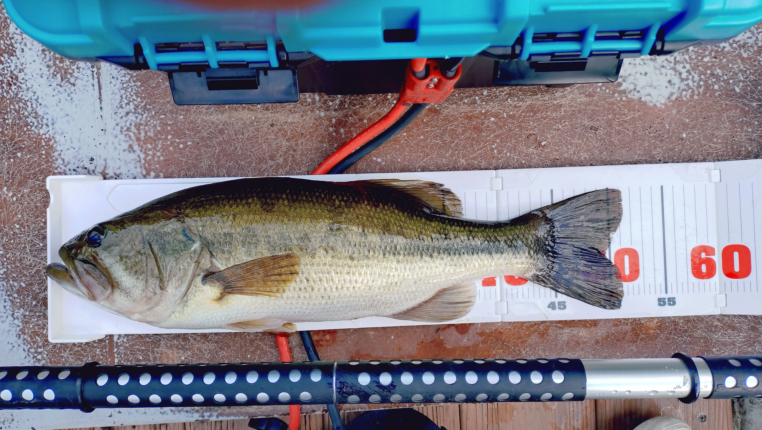 9月21日（日 ）松田 様の釣行（51cm） – 三島湖 石井釣舟店